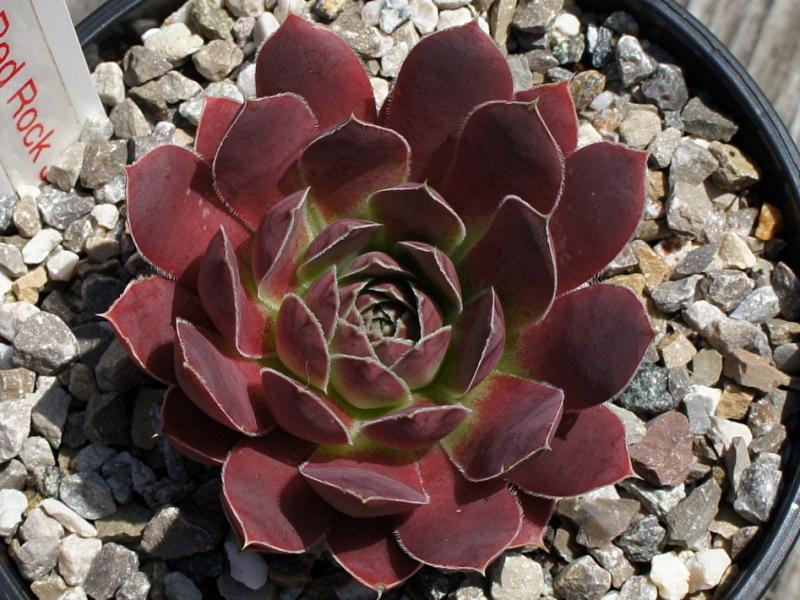 Korspel Red Rock / Jovi
