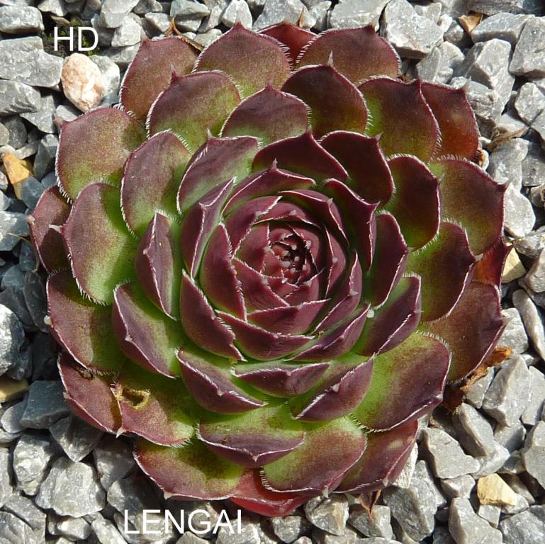 Lengai / Jovi