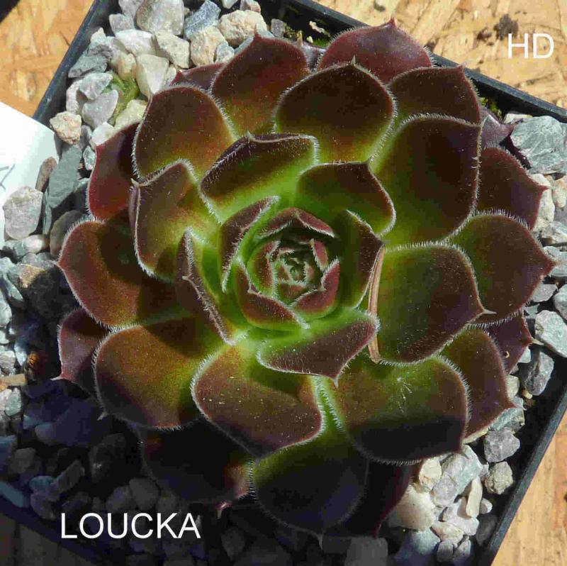Loucka / Jovi
