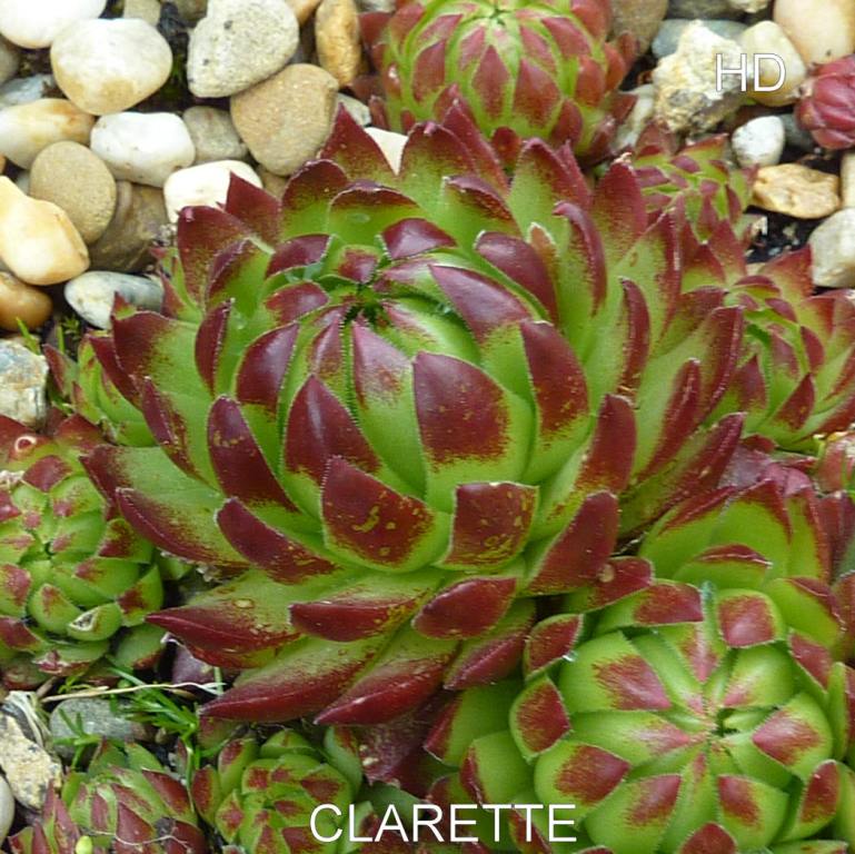 Clarette / Jovi