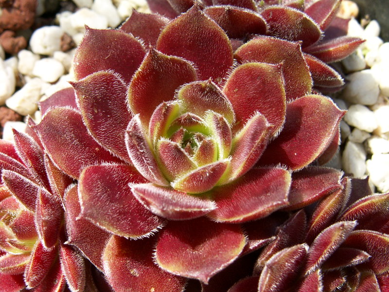 Korspel Lady
