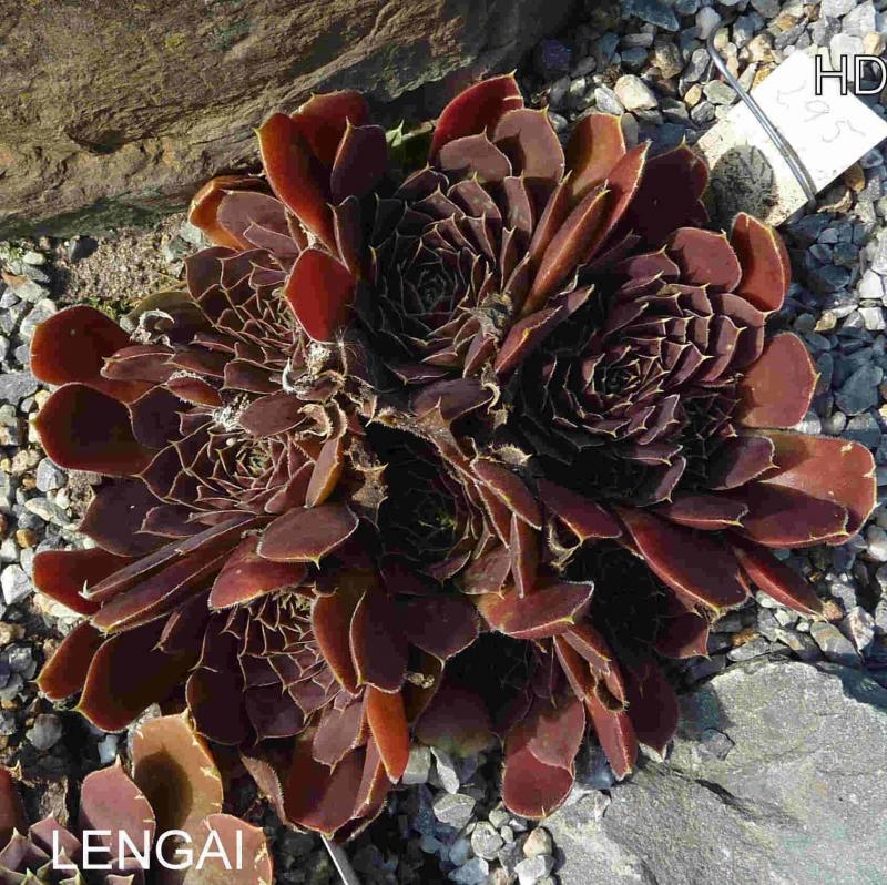 Lengai / Jovi