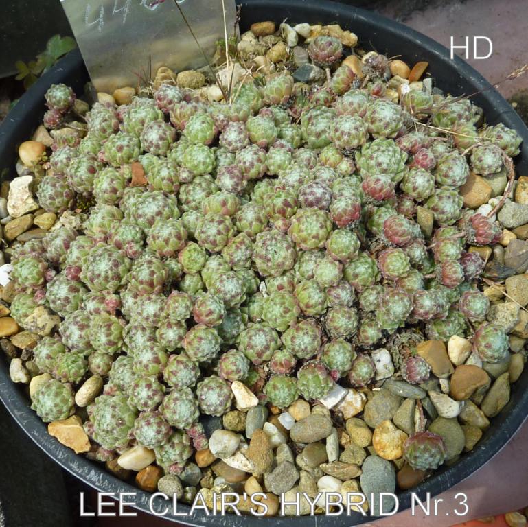 Lee Clair's Hybrid No. 3
