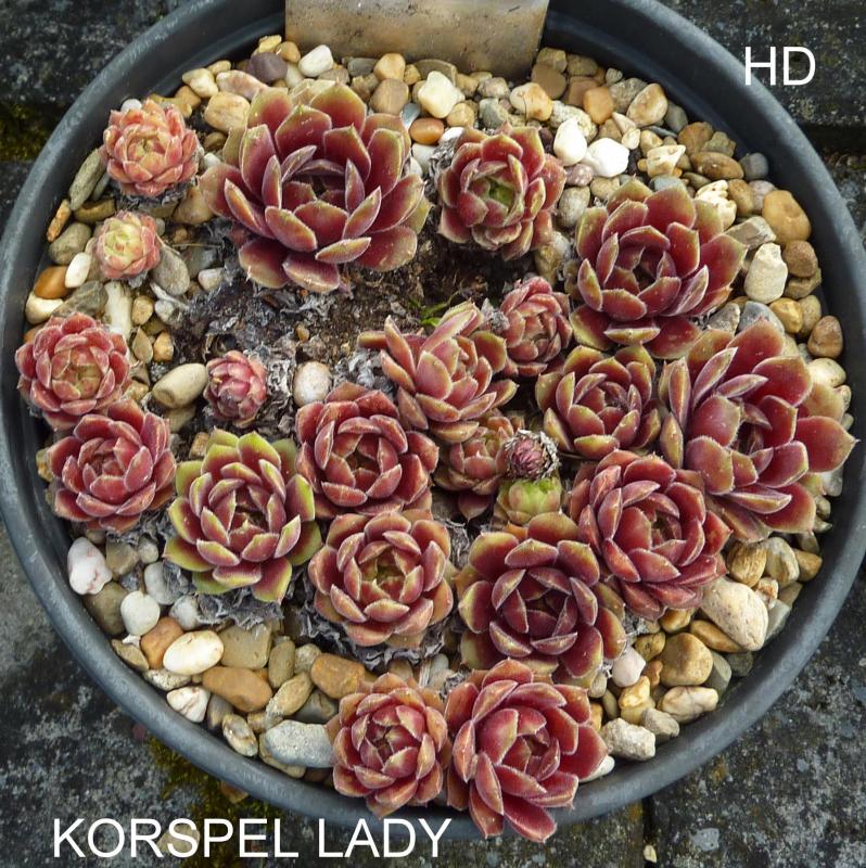 Korspel Lady