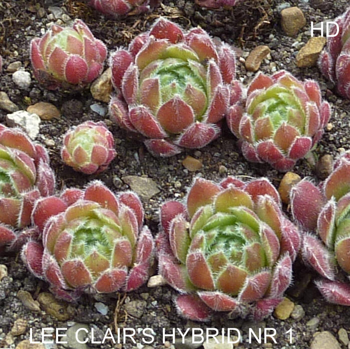 Lee Clair's Hybrid No. 1