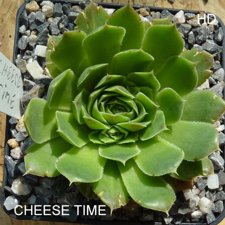 Cheese Time / Jovi