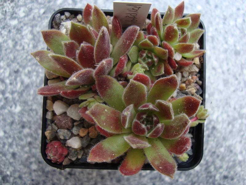 Lee Clair's Hybrid No. 1