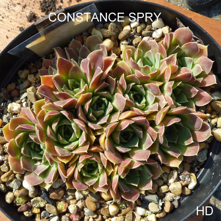 Constance Spry / Jovi