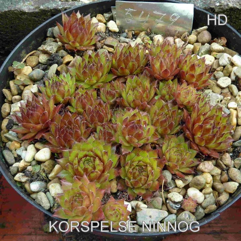 Korspelse Ninnog