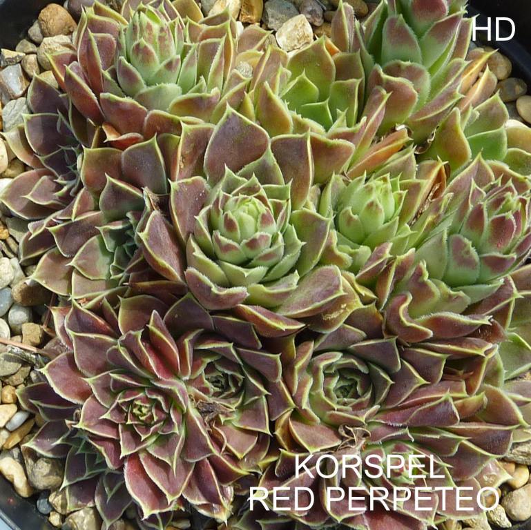 Korspel Red Perpetoe / Jovi