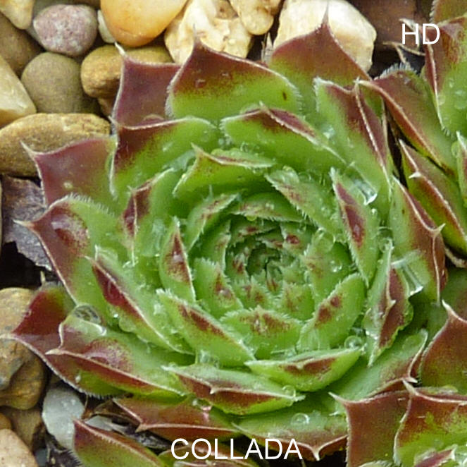 Collada / Jovi