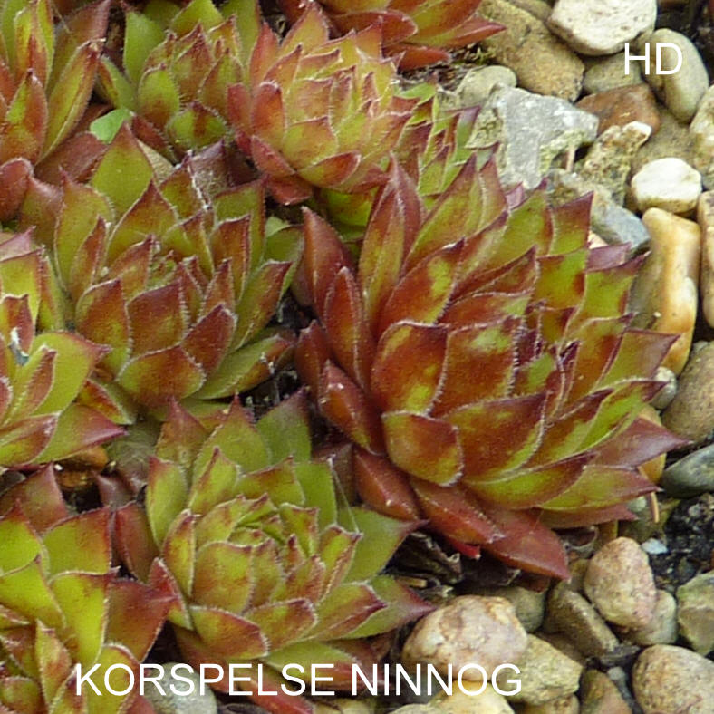 Korspelse Ninnog