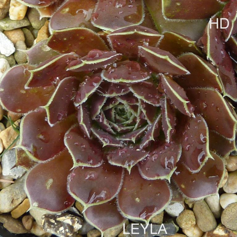 Leyla / Jovi