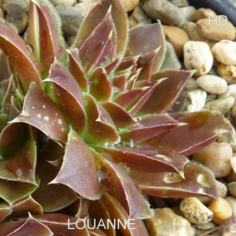 Louanne / Jovi