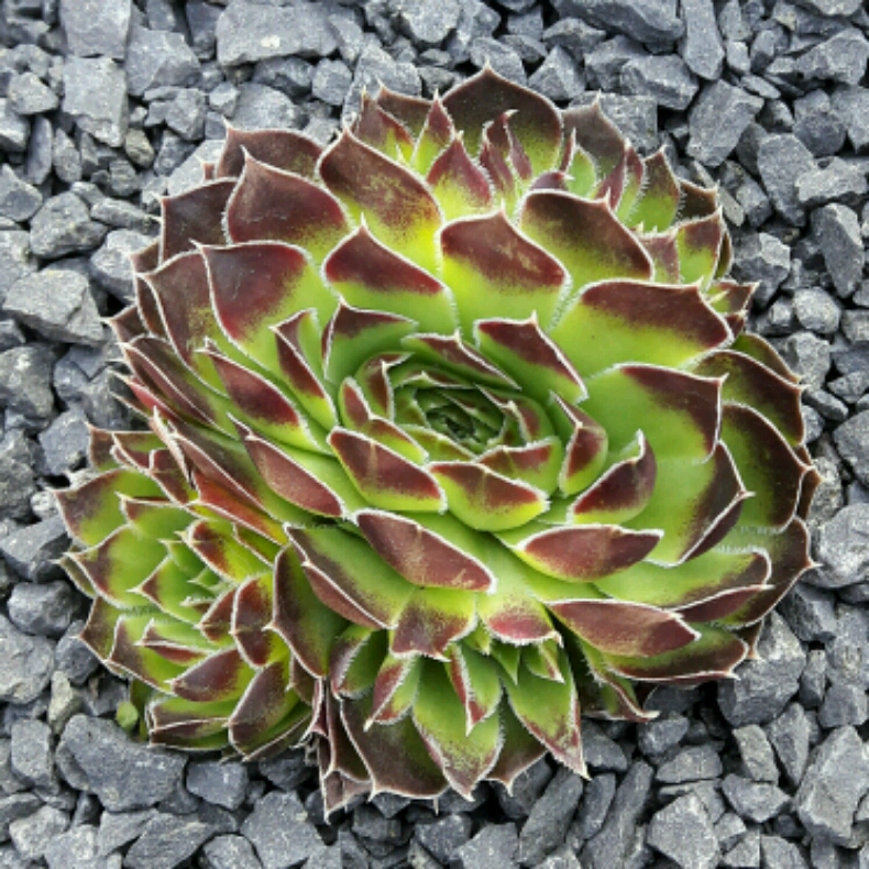 Collada / Jovi