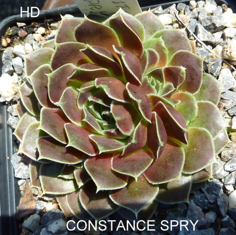 Constance Spry / Jovi