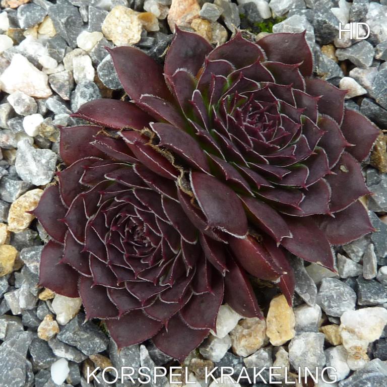 Korspel Krakeling / Jovi