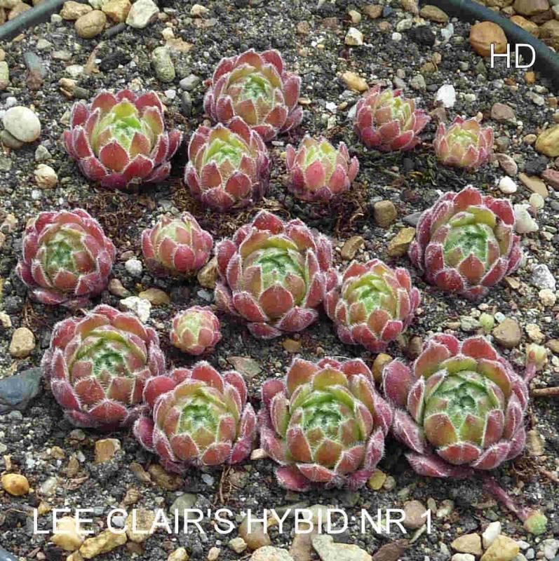 Lee Clair's Hybrid No. 1