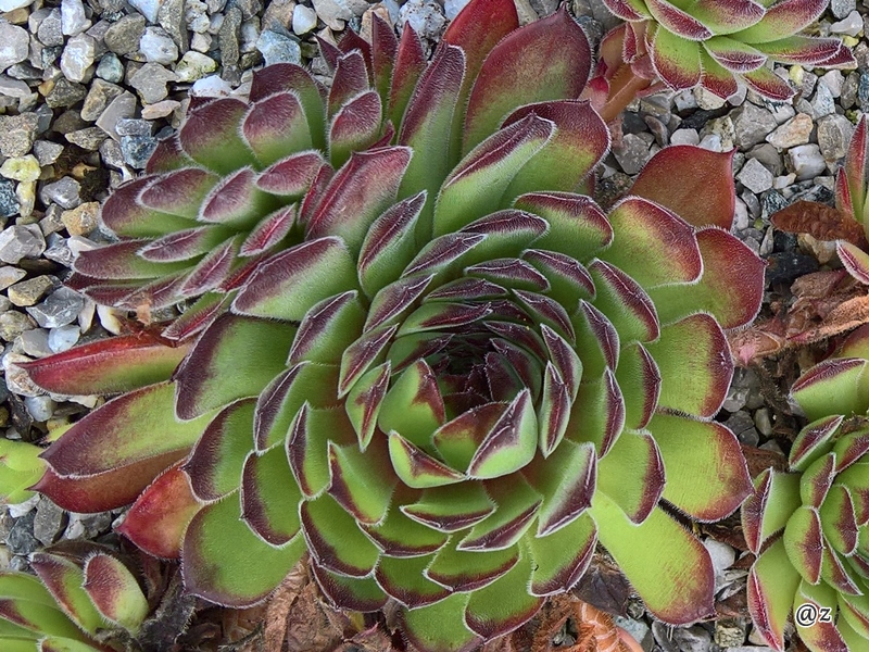 Lotusblüte