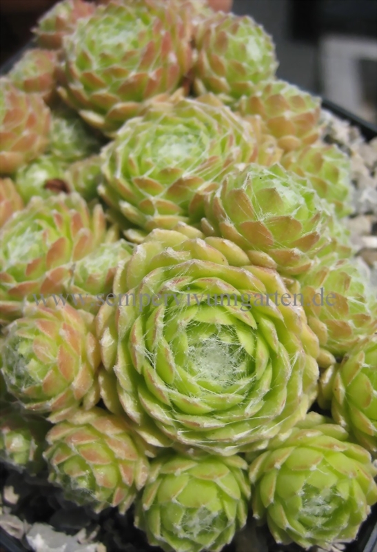 Lemon Babies