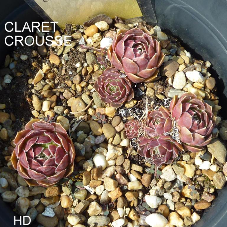 Claret Crousse / Jovi