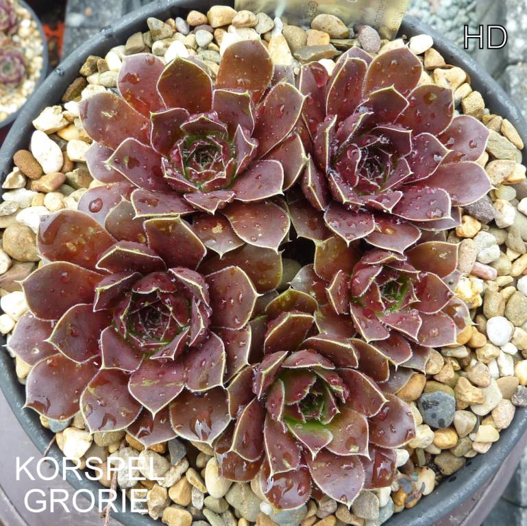 Korspel Grorie / Jovi