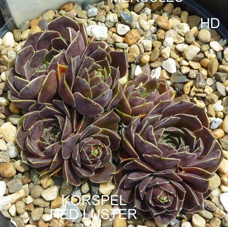 Korspel Red Luster / Jovi