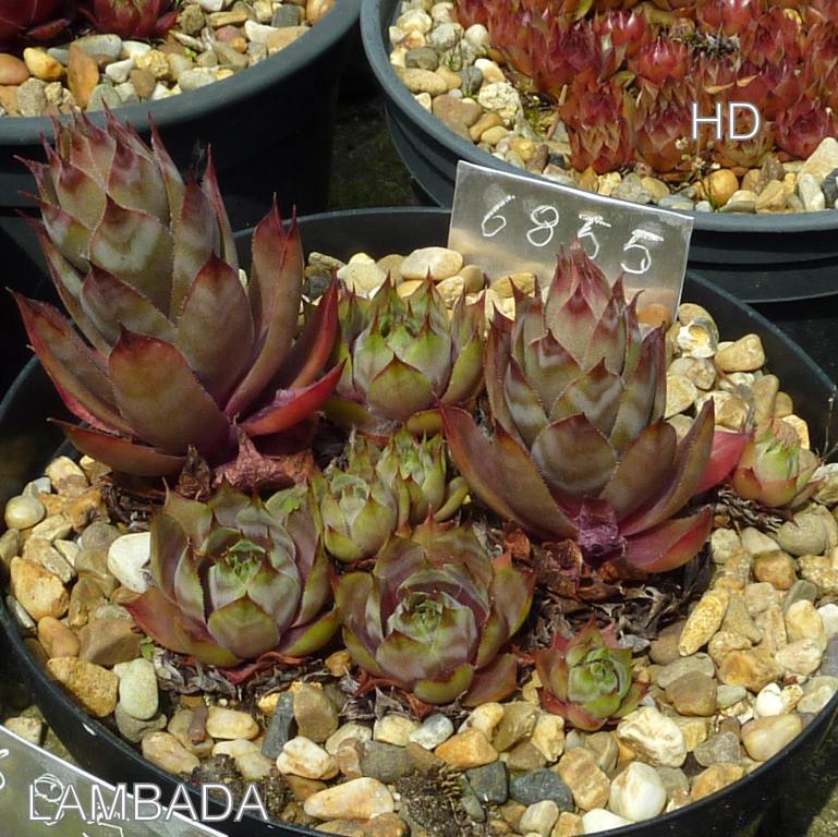 Lambada