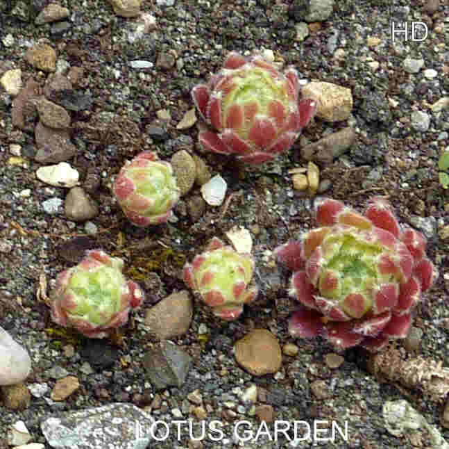 Lotus Garden
