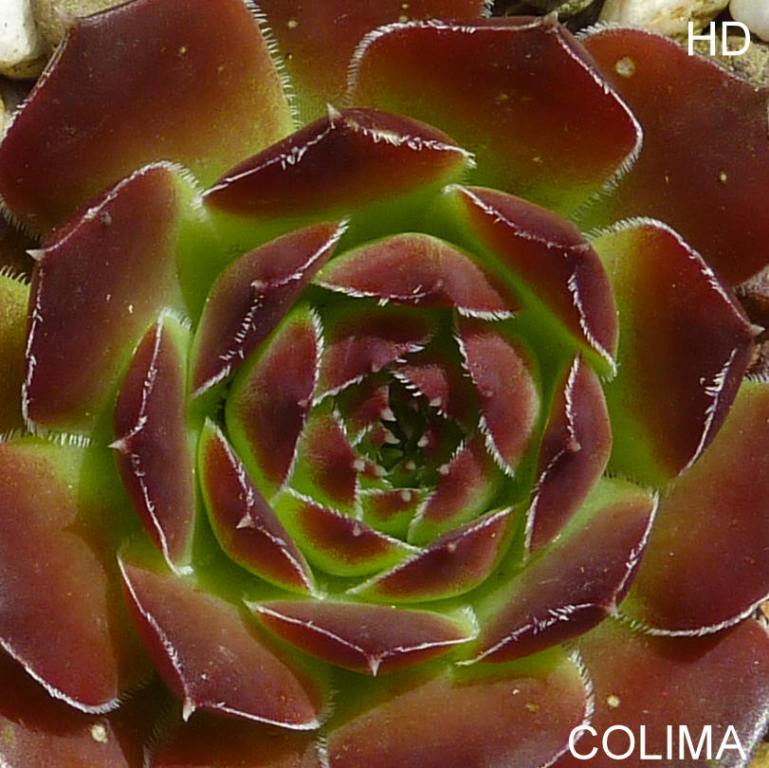 Colima / Jovi