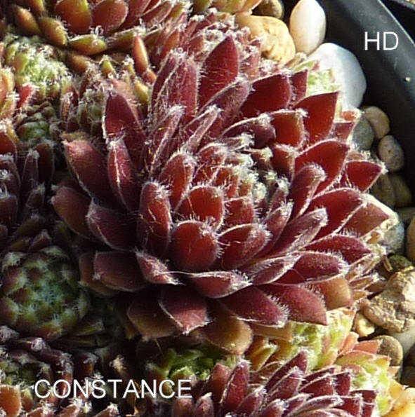 Constance
