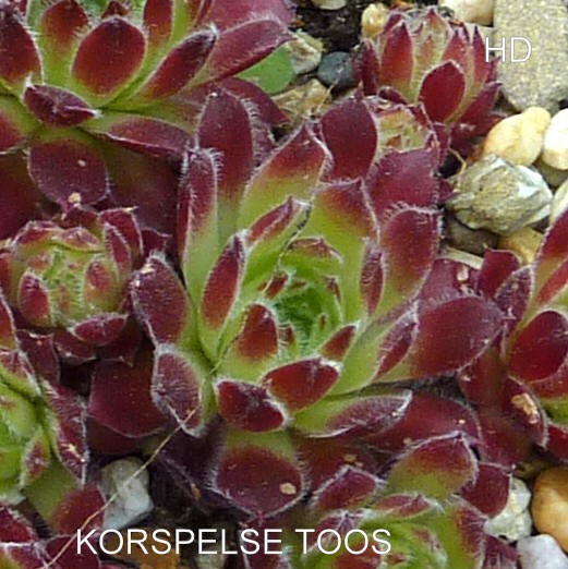 Korspelse Toos