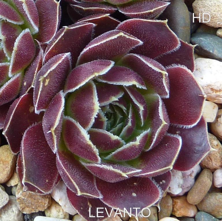 Levanto / Jovi