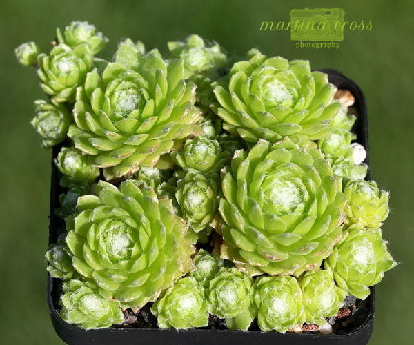 Lemon Babies