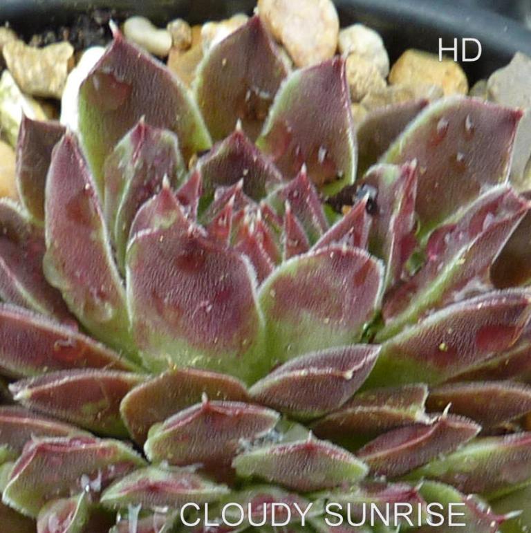 Cloudy Sunrise / Jovi