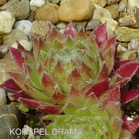 Korspel Drama