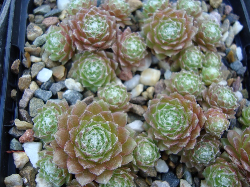 Lemon Babies