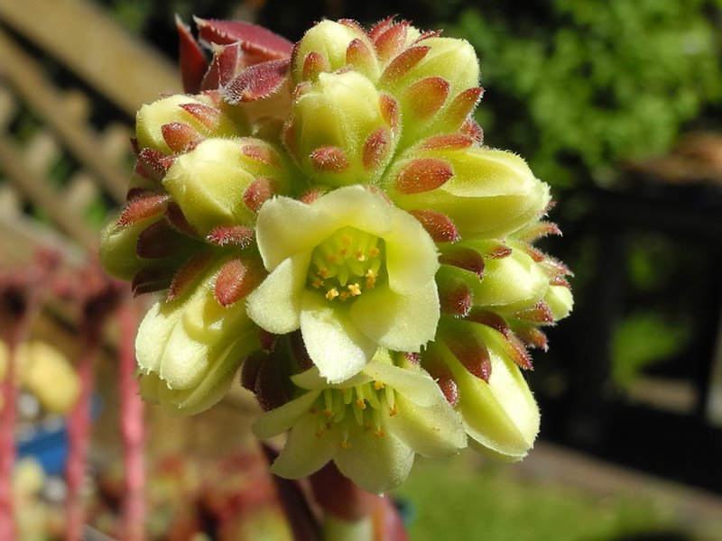 Claret Crousse / Jovi