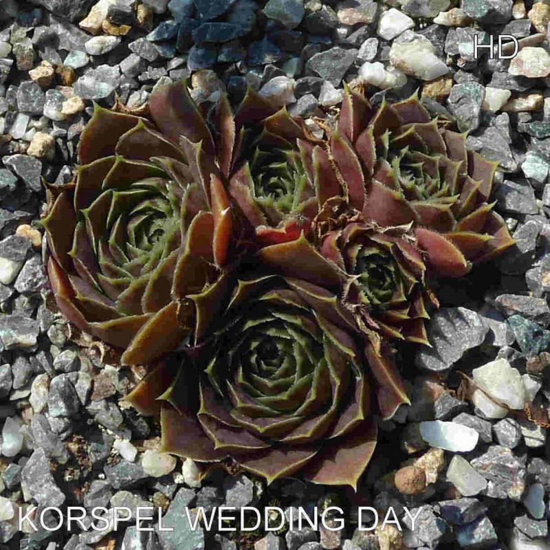 Korspel Wedding Day / Jovi