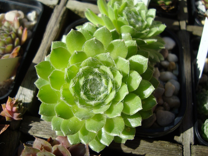Lemon Babies