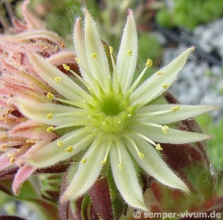 montanum (pallidum) from Bergell