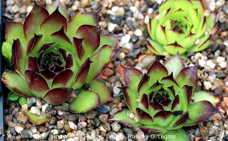 tectorum var. arvernense from Ponsas
