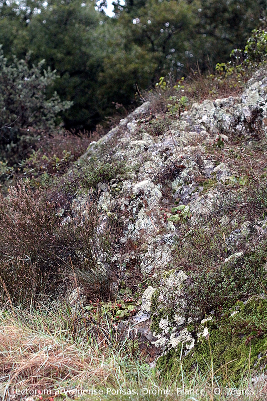 tectorum var. arvernense from Ponsas