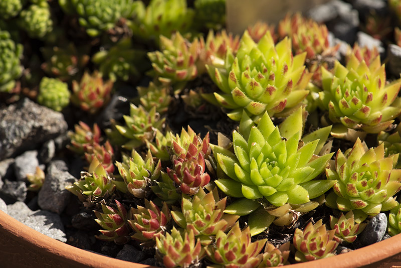 globiferum ssp. hirtum (preissianum) from Monkova dolina, Mitte