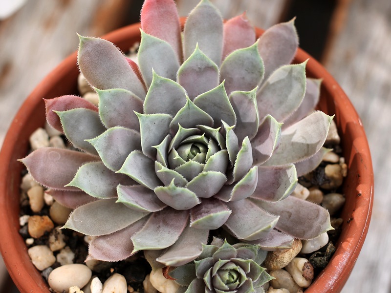 Lavenderspross