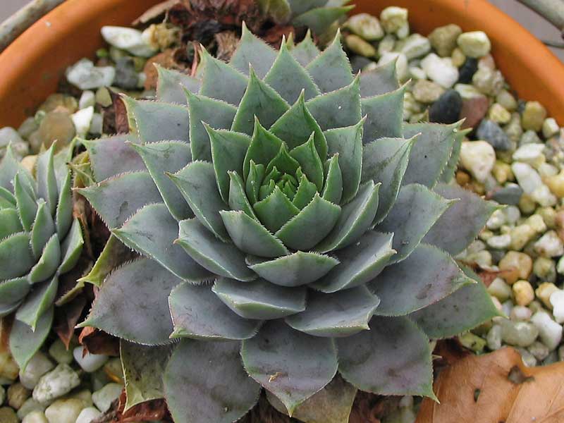 Lavenderspross