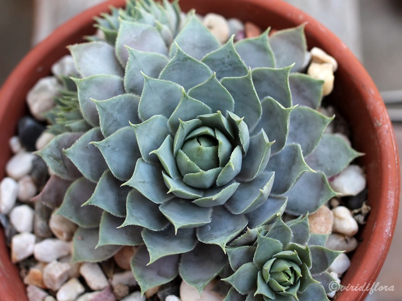 Lavenderspross