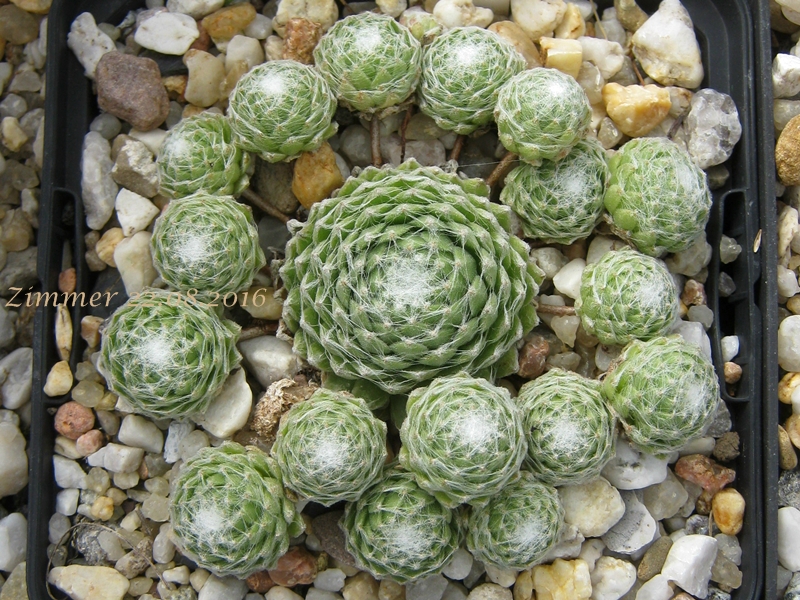 Kugelblitz
