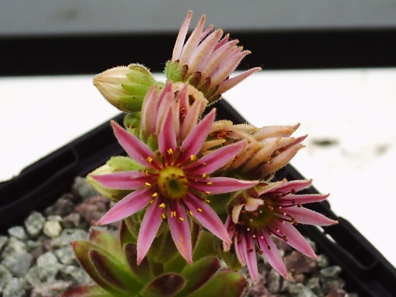 Lively Bug