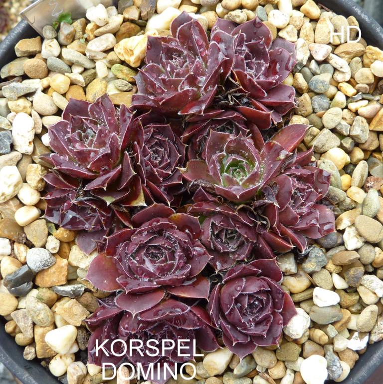Korspel Domino / Jovi